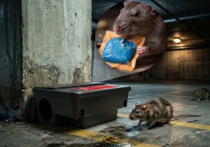 NO PEST Trutka trucizna na szczury myszy gryzonie środek gryzoniobójczy orzechowa niebieska pasta brodifakum "Ultra Strong" 25kg 11