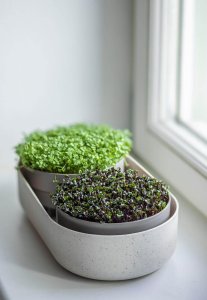 Zestaw do uprawy mikroliści 30.5x16 cm beżowy URBALIVE Microgreens 5