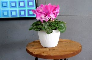 Lamela Osłonka do kwiatów Magnolia JUMPER 300 - biały 2