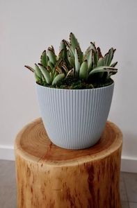 Lamela Osłonka do kwiatów Magnolia JUMPER 300 - biały 3