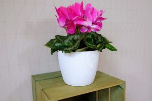 Lamela Osłonka do kwiatów Magnolia JUMPER 300 - biały 4