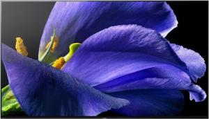 Telewizor Sony 55AG9 OLED 55'' 4K Ultra HD Android 11