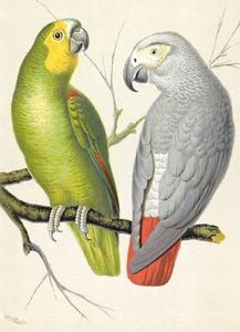 Museums & Galleries Karnet B6 z kopertą Amazon and Grey Parrots 1