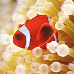 Museums & Galleries Karnet kwadrat z kopertą Clownfish in sea anemone 1