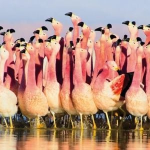 Museums & Galleries Karnet kwadrat z kopertą Andean Flamingoes 1