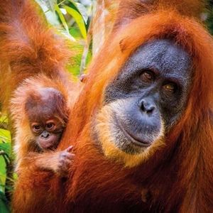 Museums & Galleries Karnet kwadrat z kopertą Sumatran Orangutan and Ba 1
