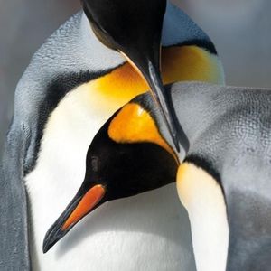 Museums & Galleries Karnet kwadrat z kopertą King Penguins 1