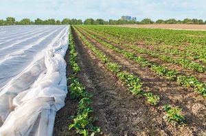 Szarpol Agrowłóknina wiosenna 21g 12,65x100m biała UV POLSKA uniwersalny 3