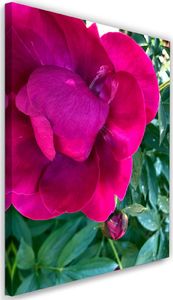 Feeby Obraz na płótnie – Canvas, różowy duży kwiat 80x120 1