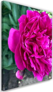 Feeby Obraz na płótnie – Canvas, różowy duży kwiat 60x90 1