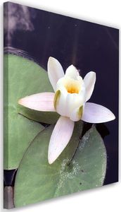 Feeby Obraz na płótnie – Canvas, kwiat lilii wodnej 80x120 1