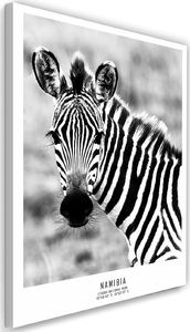 Feeby Obraz na płótnie – Canvas, ciekawska zebra 40x60 1