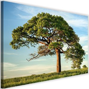 Feeby Obraz na płótnie – Canvas, duże drzew 60x40 1
