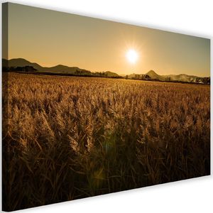 Feeby Obraz na płótnie – Canvas, pole kukurydz 90x60 1