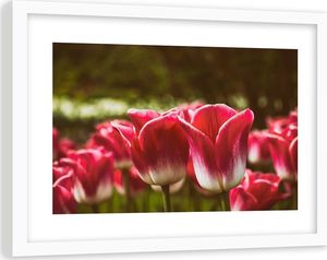 Feeby Obraz w ramie białej, kwitnące tulipan 60x40 1