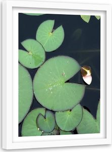 Feeby Obraz w ramie białej, liście lilii wodnej 80x120 1