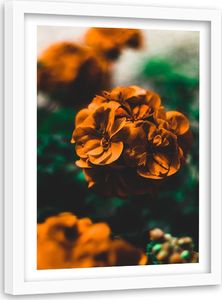 Feeby Obraz w ramie białej, pomarańczowe kwiaty 40x60 1