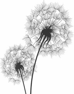 Feeby Narysowane dwa dmuchawce 20x30 4