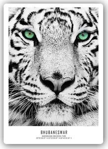 Feeby Wydruk na metalu, biały tygrys 40x60 1
