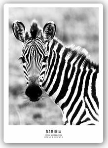 Feeby ciekawska zebra 20x30 1
