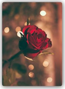 Feeby Wydruk na metalu, czerwony kwiat róż 40x60 1