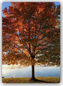 Feeby drzewo jesieni 20cmx30cm 1