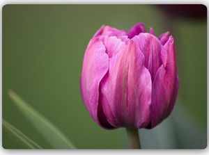 Feeby fioletowy tulipan 30cmx20cm 1