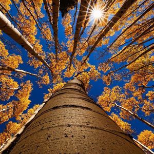 Feeby korony drzew 30cmx20cm 4