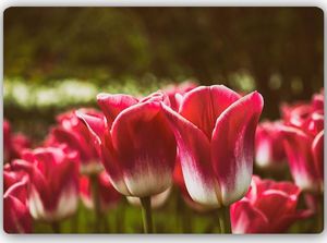 Feeby Wydruk na metalu, kwitnące tulipan 70x50 1