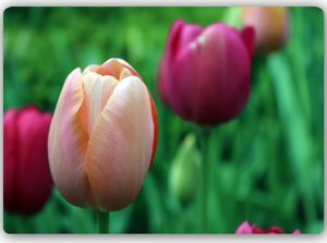 Feeby Wydruk na metalu, różowe tulipan 60x40 1