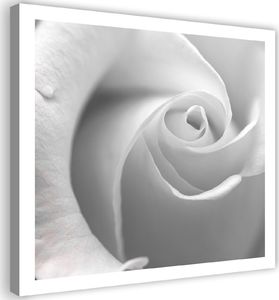 Feeby Obraz na płótnie - Canvas, Biała róża 40x40 1