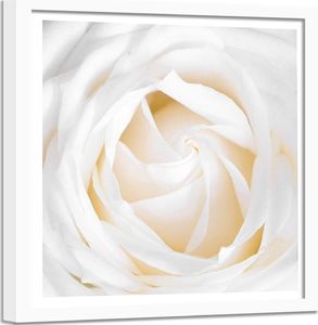 Feeby Obraz w ramie białej, Biała róża 2 80x80 1