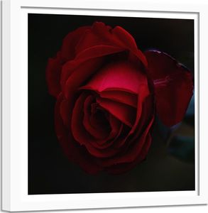 Feeby Obraz w ramie białej, Piękna czerwona róża 80x80 1