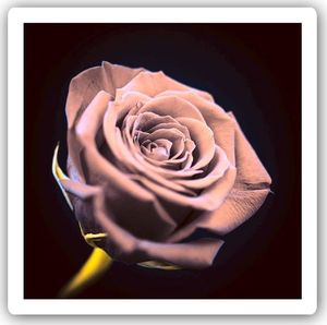 Feeby Wydruk na metalu, Róża w ciemności 30x30 1