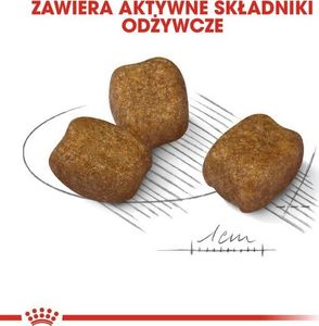 Royal Canin Mini Dental Care karma sucha dla psów dorosłych ras małych do 10 kg higiena zębów 3kg 4