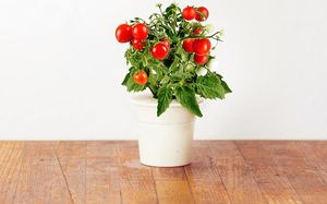 Click And Grow Click&Grow Kapsułki z nasionami Smart Soil Pomidorki koktajlowe 3pak 4