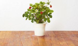 Click And Grow Click&Grow Kapsułki z nasionami Smart Soil Poziomka 3pak 6