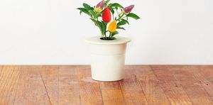 Click And Grow Click&Grow Kapsułki z nasionami Smart Soil Papryczka Chili 3pak 3