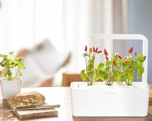 Click And Grow Click&Grow Kapsułki z nasionami Smart Soil Papryczka Chili 3pak 4