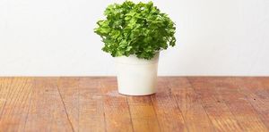 Click And Grow Click&Grow Kapsułki z nasionami Smart Soil Pietruszka 3pak 4