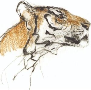 Museums & Galleries Karnet kwadrat z kopertą Head of a Tiger 1