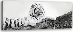Feeby Obraz na płótnie – Canvas, Czuwający tygrys 120x40 1