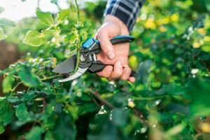 Sekator Cellfast 41-020 nożycowy 2