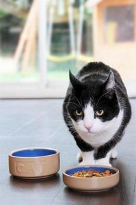 Mason Cash MC - Miska dla kota, 13 cm, beż-nieb. PetWare uniwersalny 3