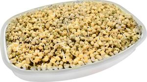 Orion Kiełkownica pojemnik na kiełki z sitkiem i pokrywą 7