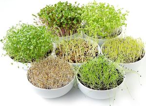 Orion Kiełkownica pojemnik na kiełki z sitkiem i pokrywą 10