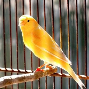 Panama Pet Panama Pet klatka dla ptaków 47x36x55,5 cm złoto/brązowa 2