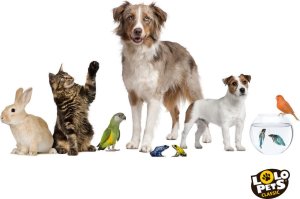 Panama Pet Panama Pet miska dla ptaków 0,84 l zawieszana 2