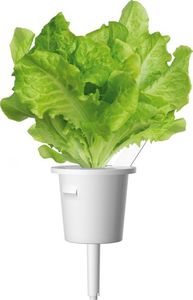 Click And Grow Refill sałata 3-pak 4