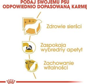 Royal Canin Royal Canin Yorkshire Terrier Adult karma sucha dla psów dorosłych rasy yorkshire terrier 3kg 5